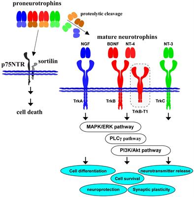 Involvement of brain-derived neurotrophic factor signaling in the pathogenesis of stress-related brain diseases
